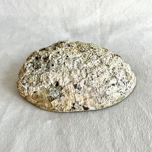 Large Abalone Shell Vessel - Picture 7 of 11